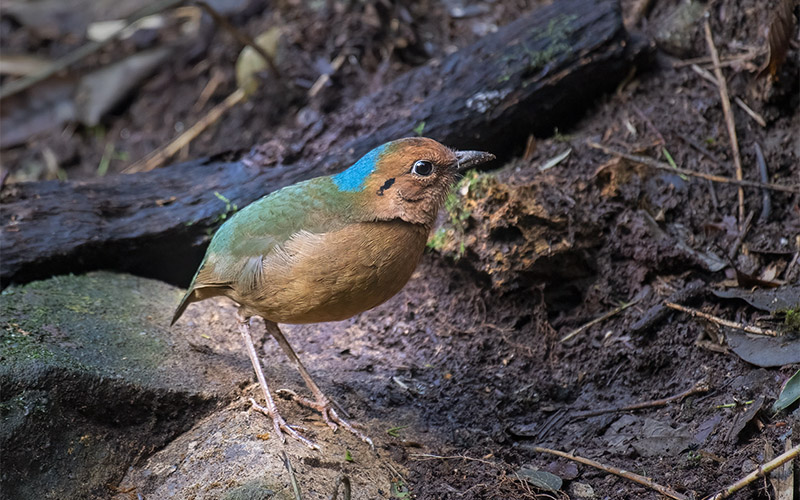 Blue-naped Pitta at Phia Oac-Phia Den National Park, Northern Vietnam - Photo by Bui Duc Tien